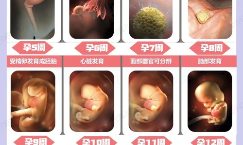 紫薯脂肪网 | 紫薯脂肪肝可以吃吗,紫薯减脂吗